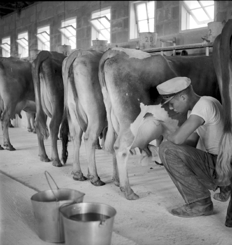 019_Wash the udder. (1951).jpg